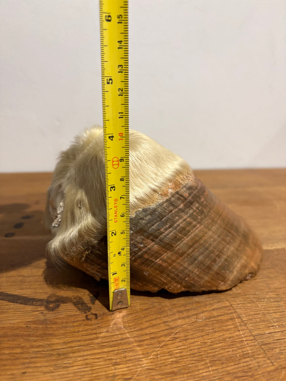 Antique Taxidermy Horse Hoof , White Horse