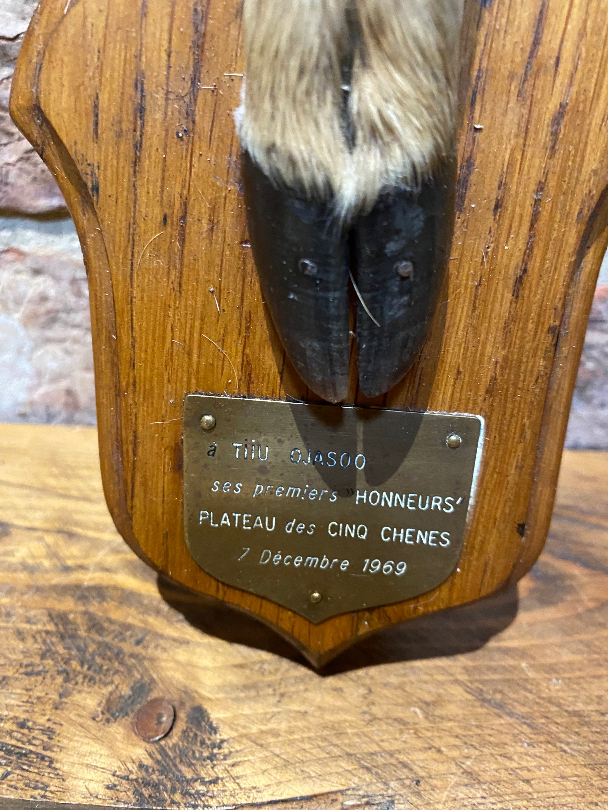 Deer Foot On Plaque 1969 | Taxidermy | Wilson Fox Antiques UK