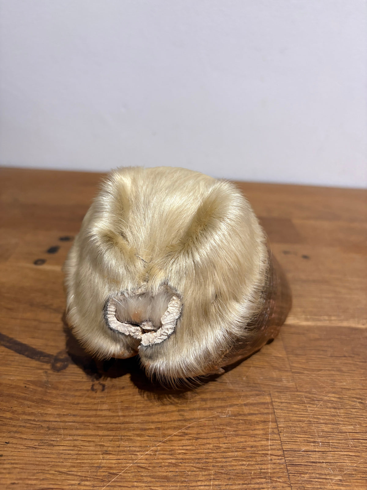 Antique Taxidermy Horse Hoof , White Horse
