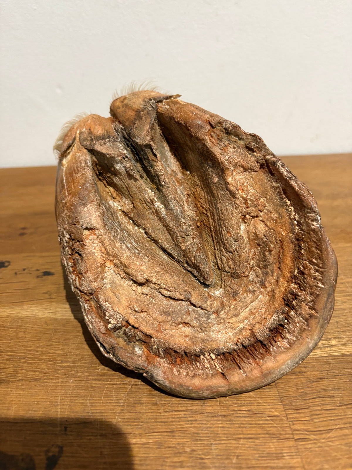 Antique Taxidermy Horse Hoof , White Horse