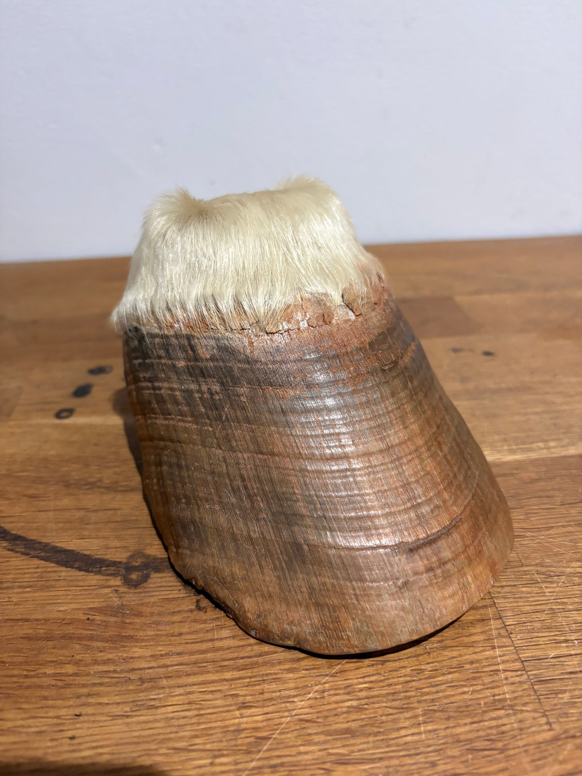 Antique Taxidermy Horse Hoof , White Horse