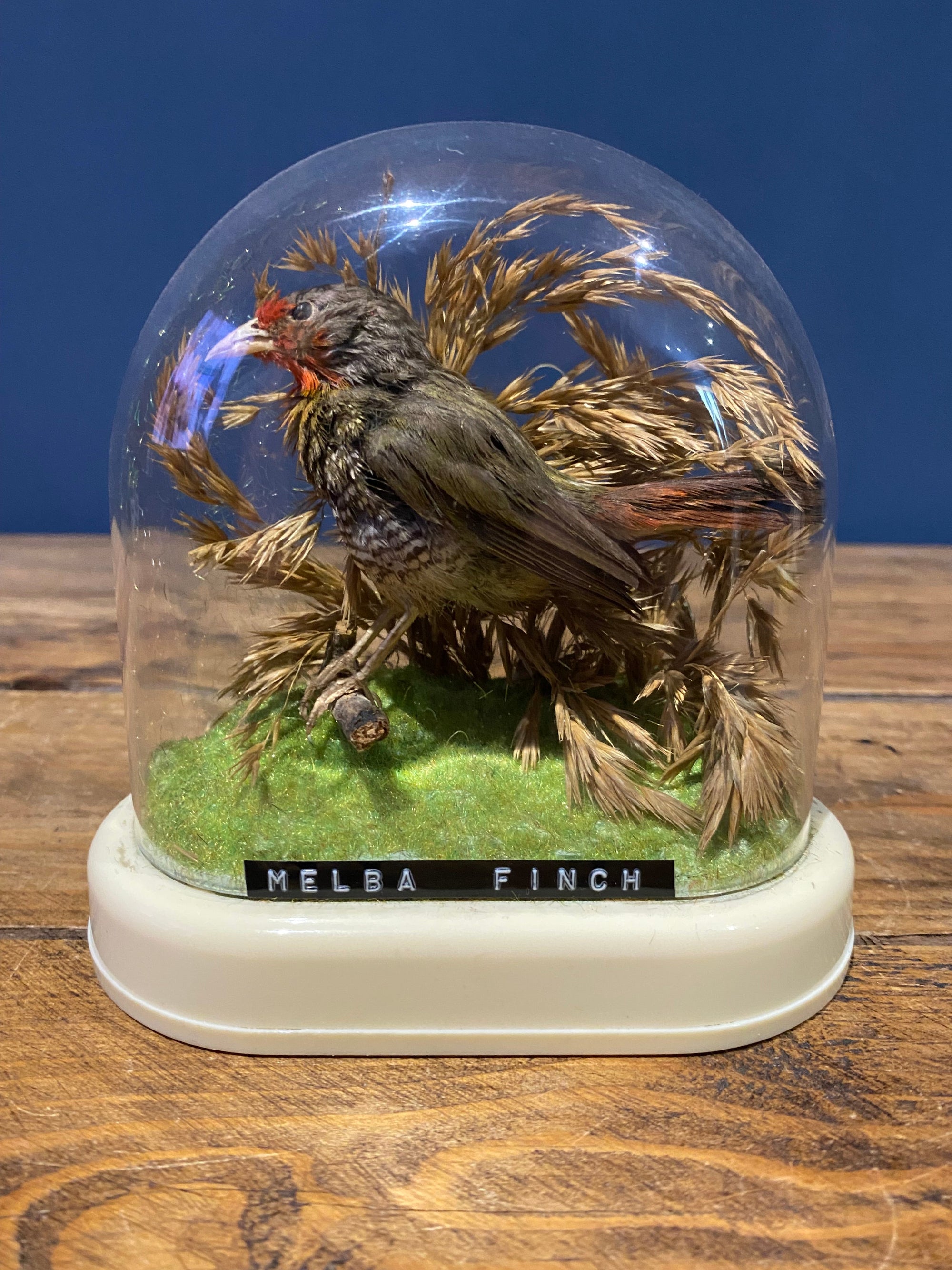 Vintage Melba Finch Taxidermy Bird