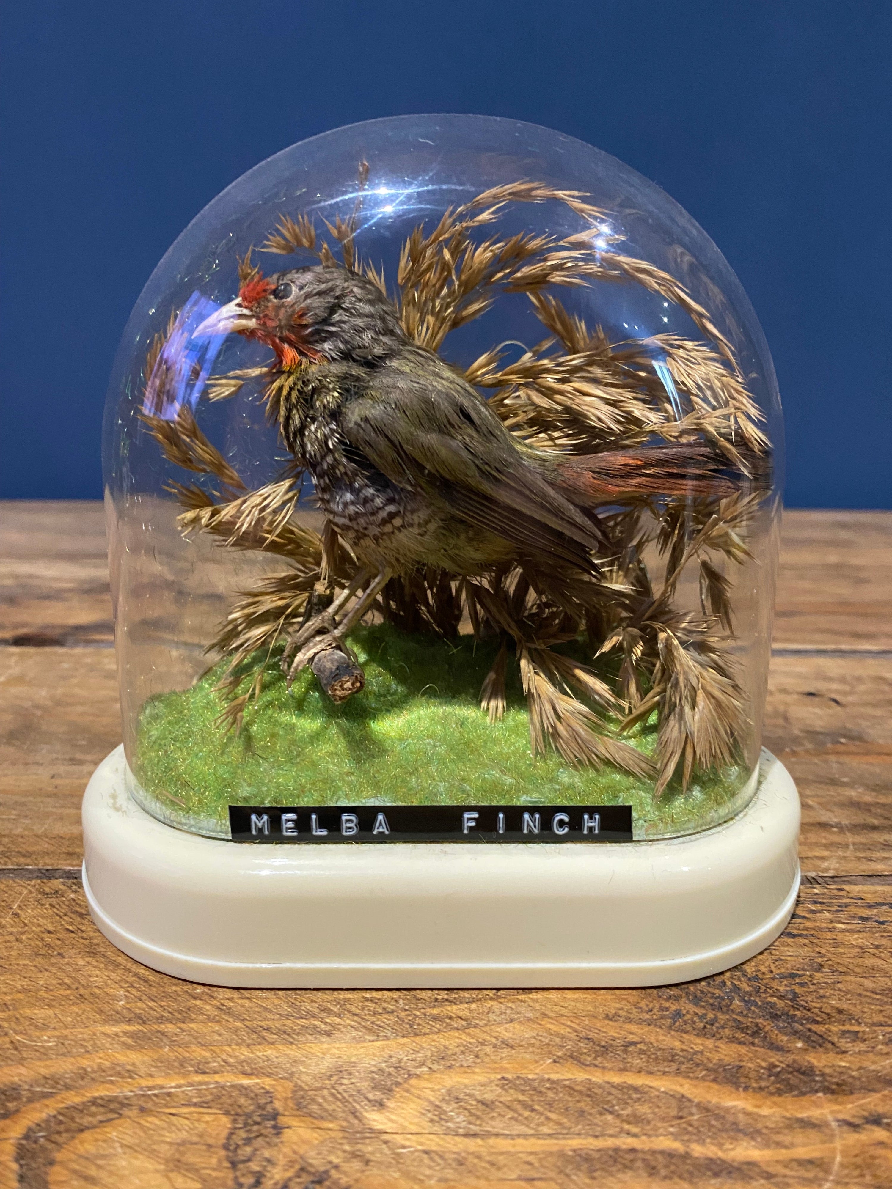 Vintage Melba Finch Taxidermy Bird