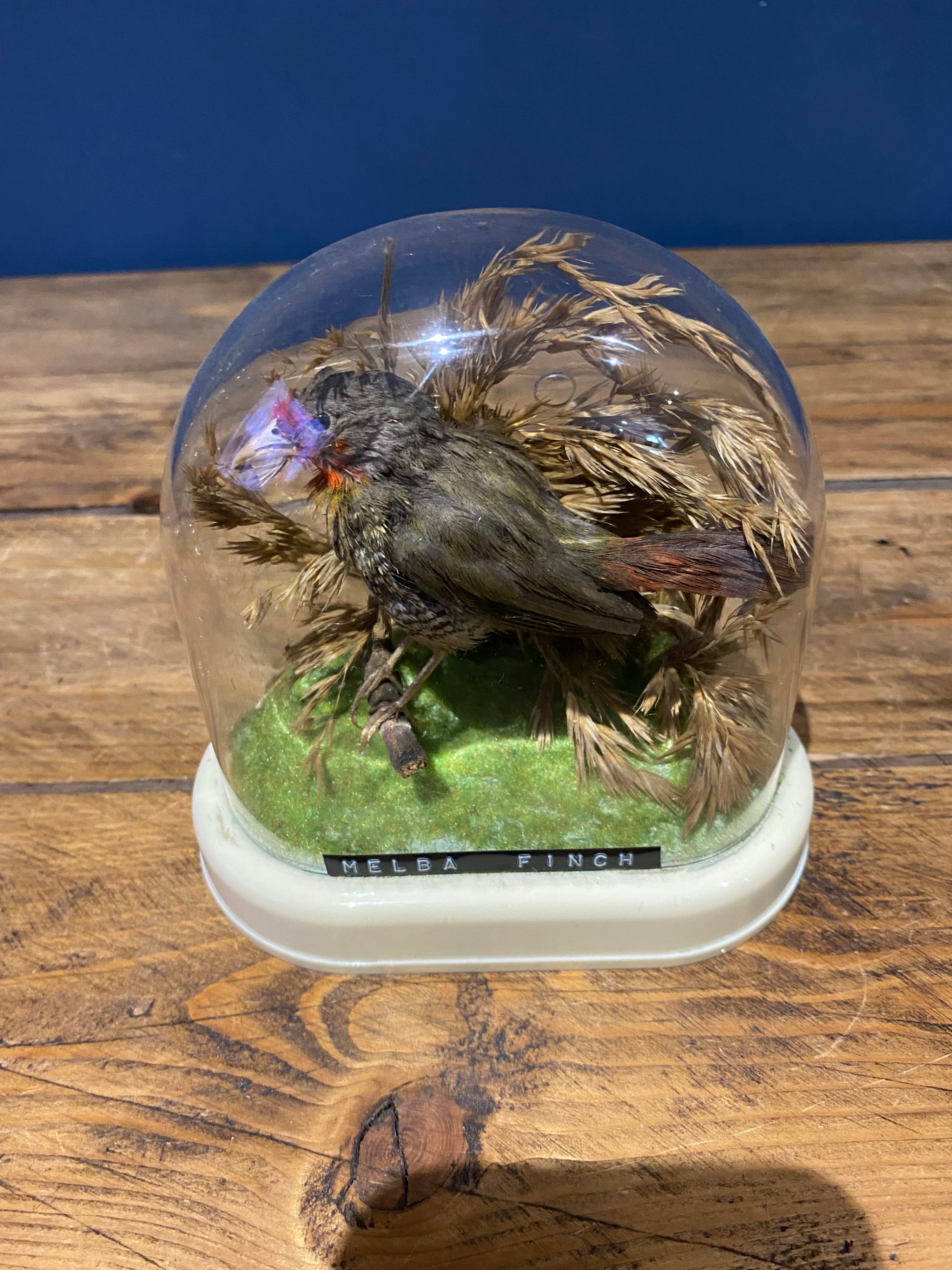 Vintage Melba Finch Taxidermy Bird