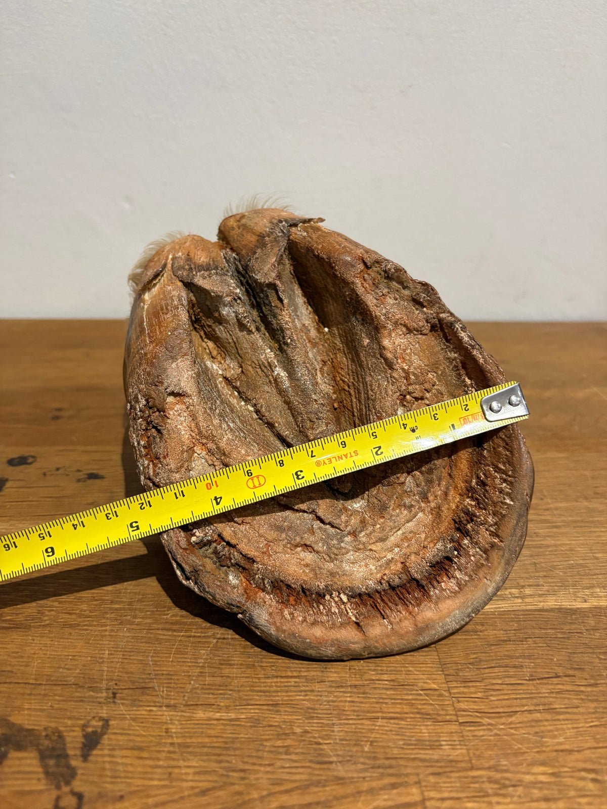 Antique Taxidermy Horse Hoof , White Horse