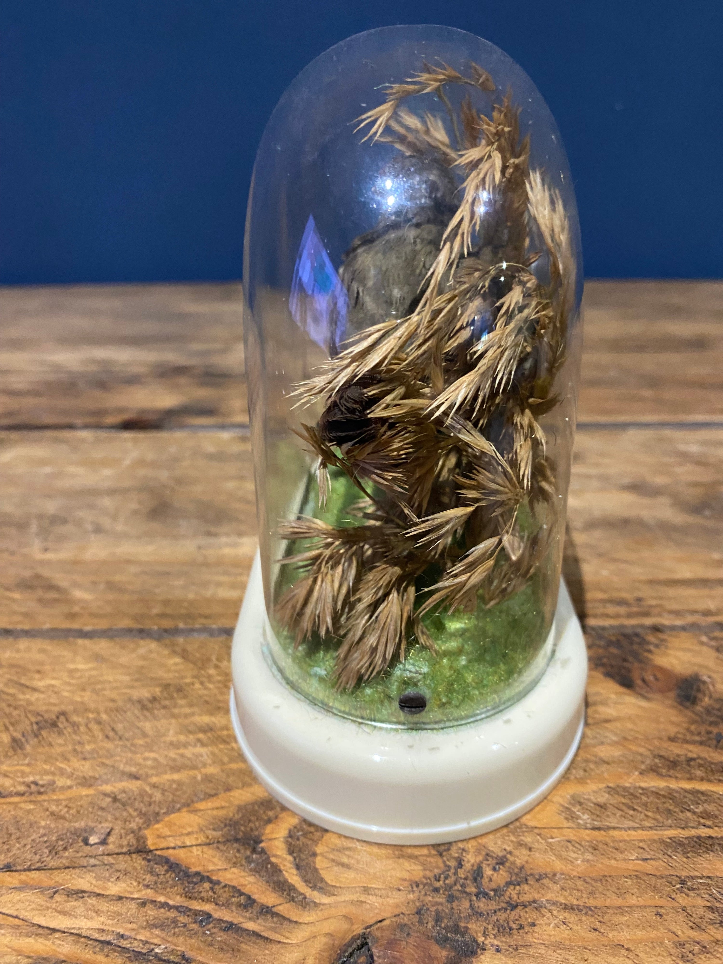 Vintage Melba Finch Taxidermy Bird