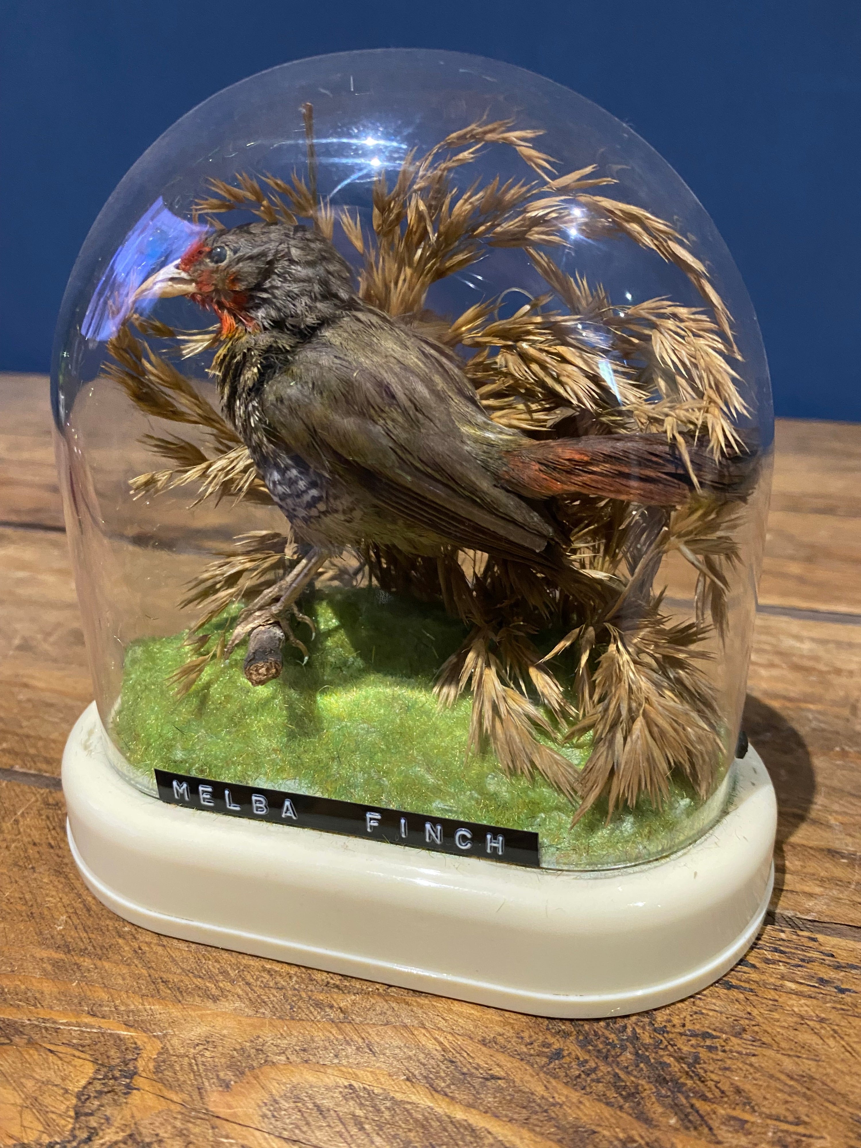 Vintage Melba Finch Taxidermy Bird