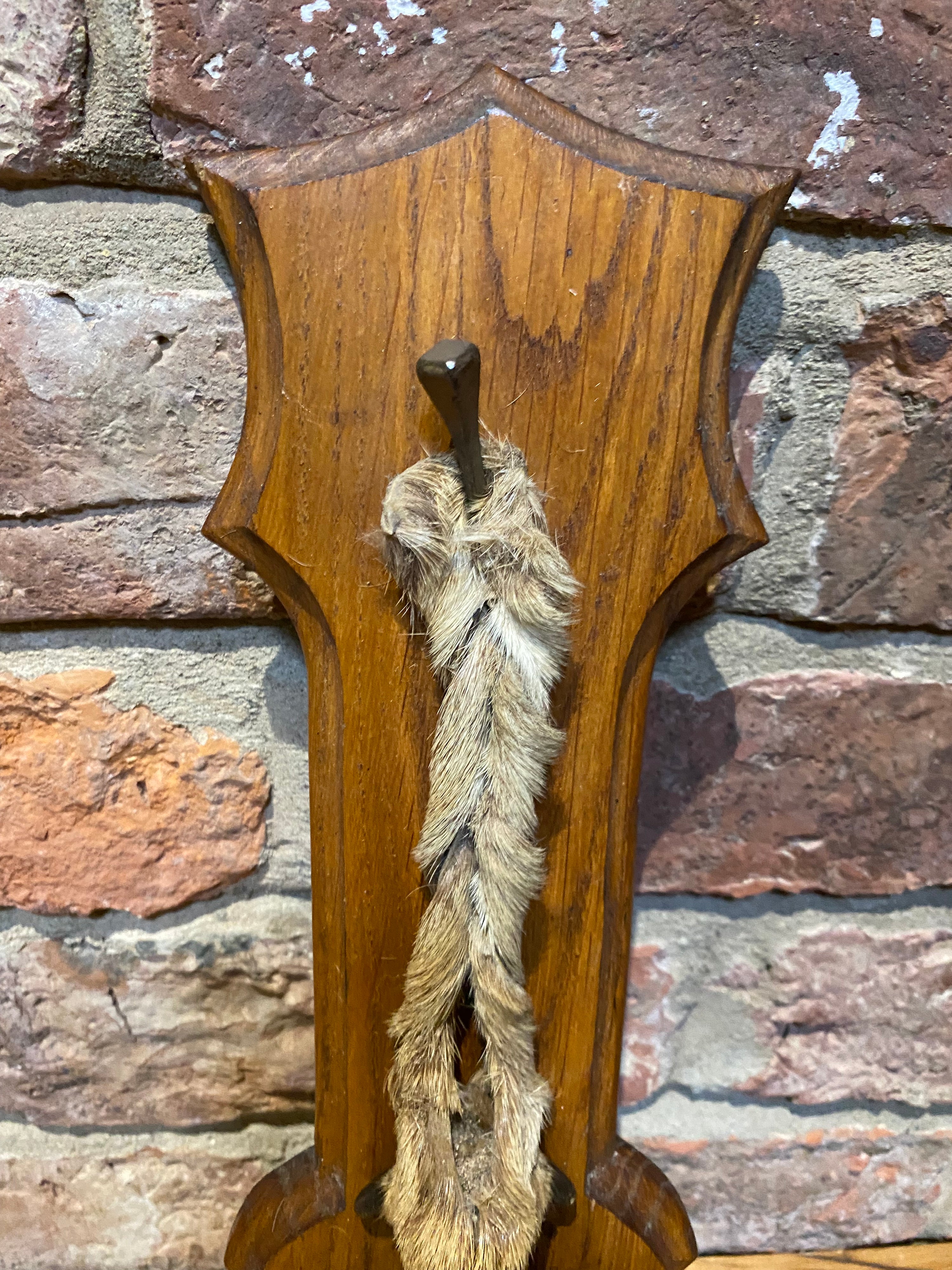 Deer Foot On Plaque 1969 | Taxidermy | Wilson Fox Antiques UK