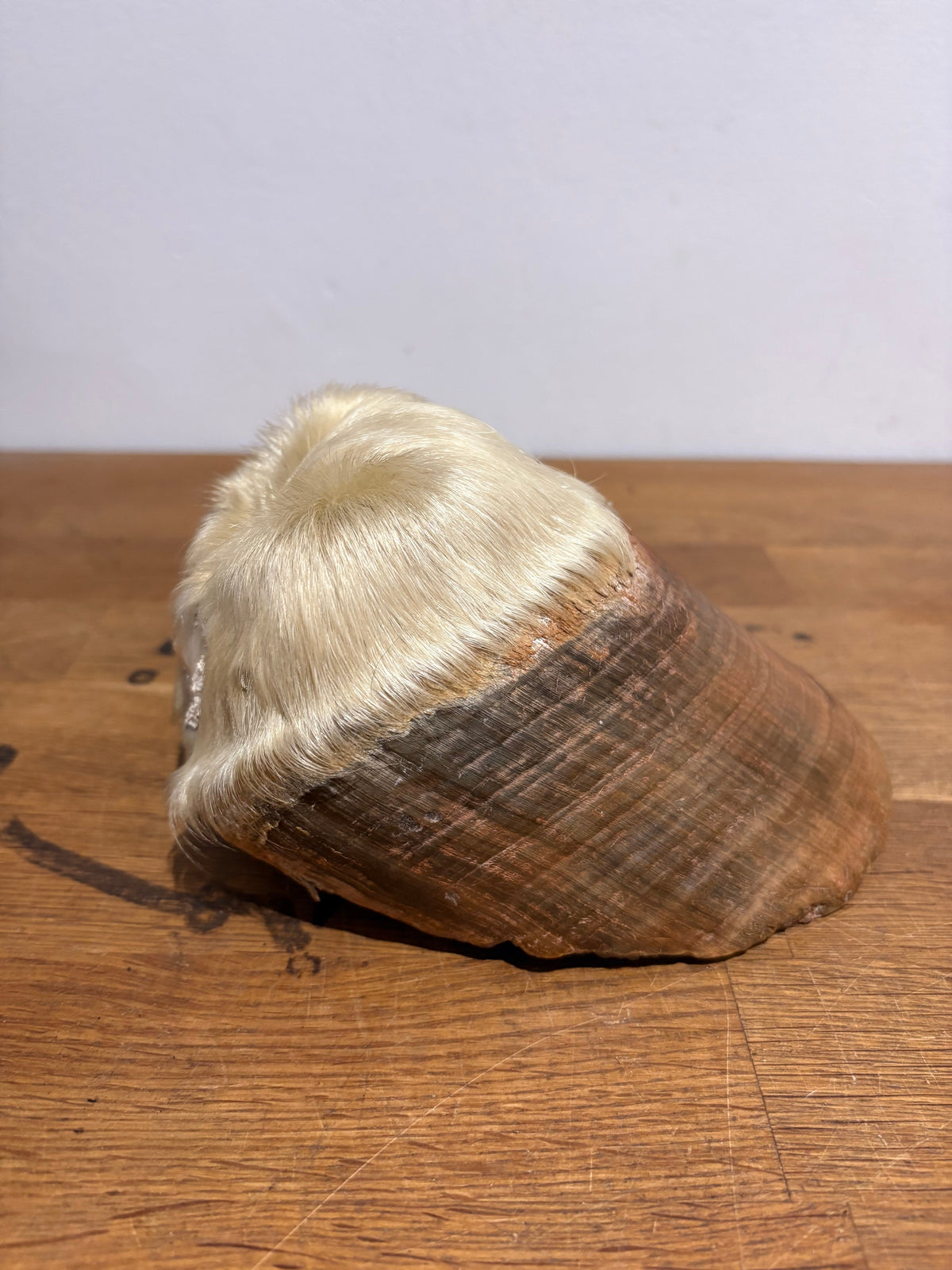 Antique Taxidermy Horse Hoof , White Horse