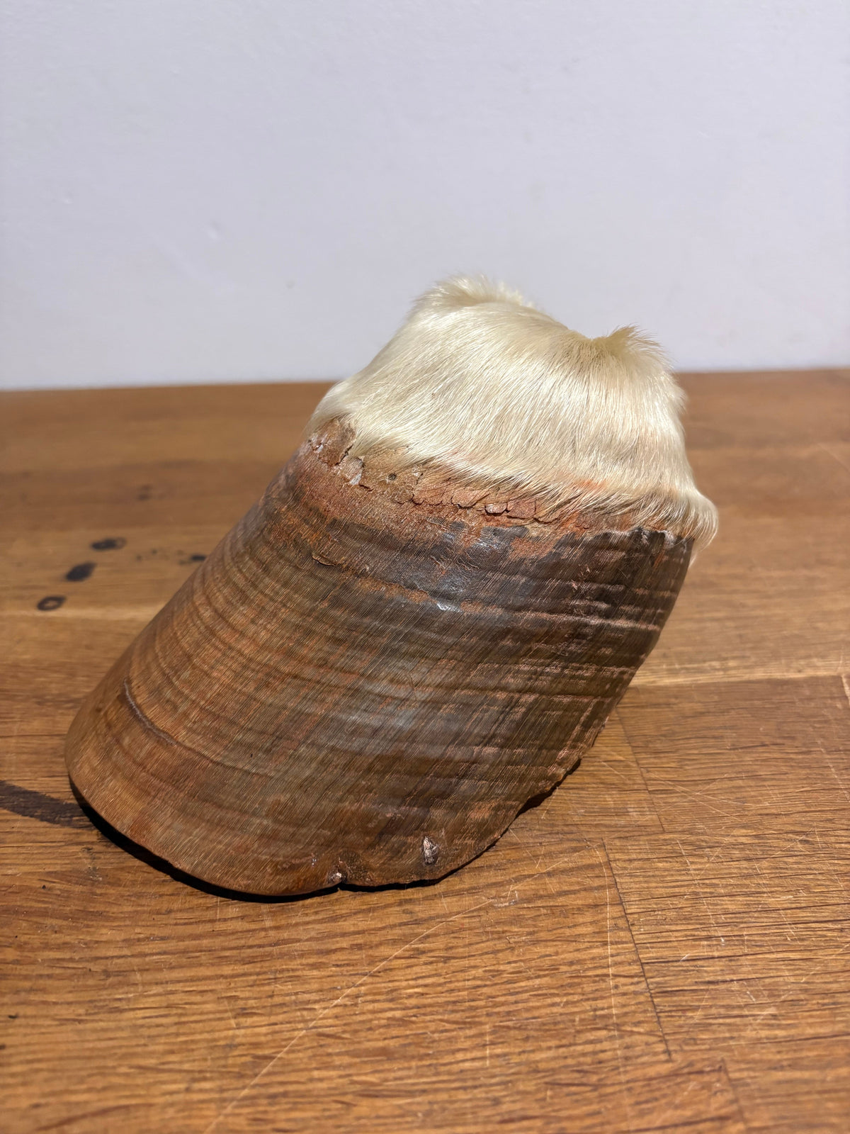 Antique Taxidermy Horse Hoof , White Horse