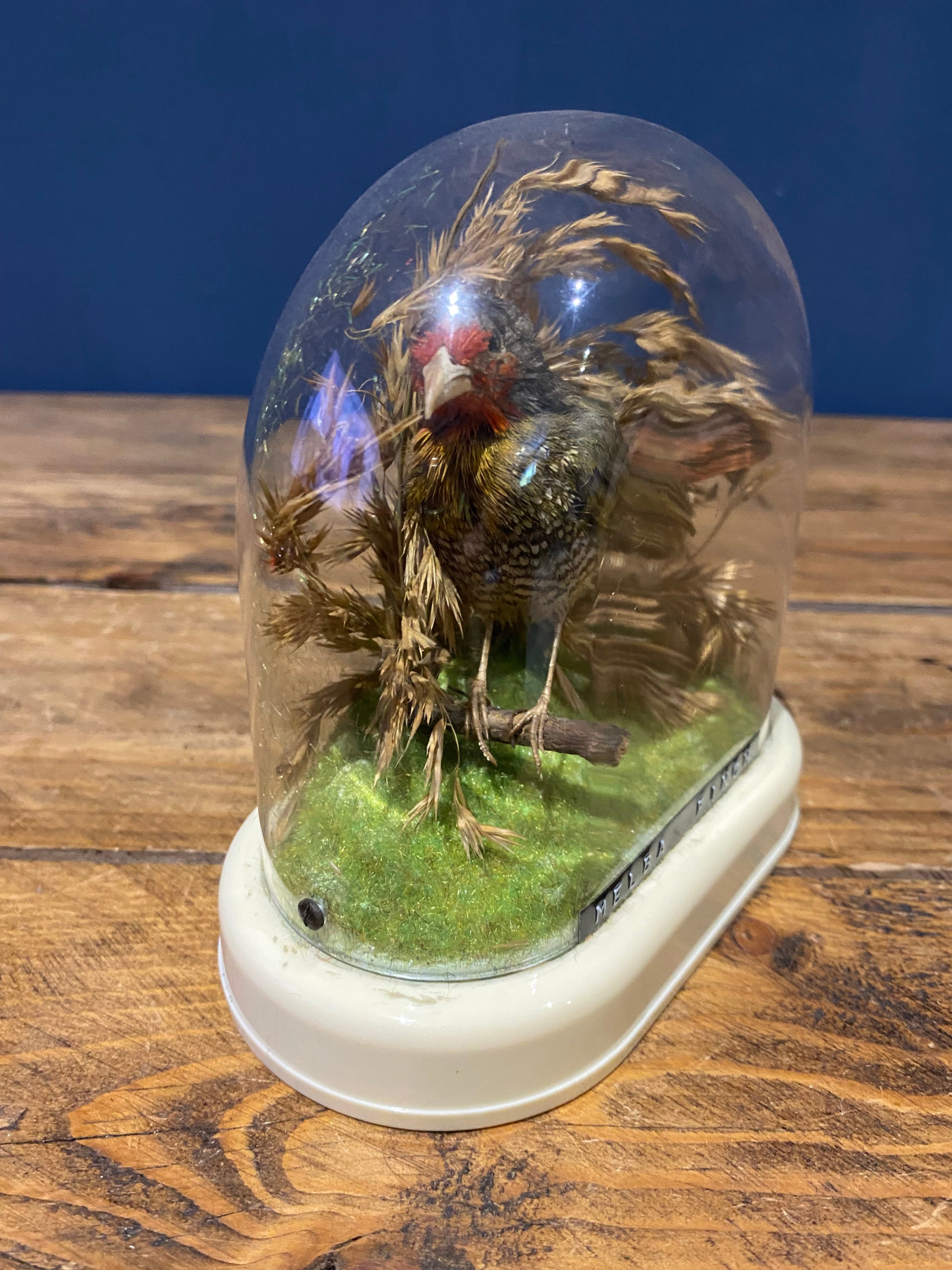 Vintage Melba Finch Taxidermy Bird
